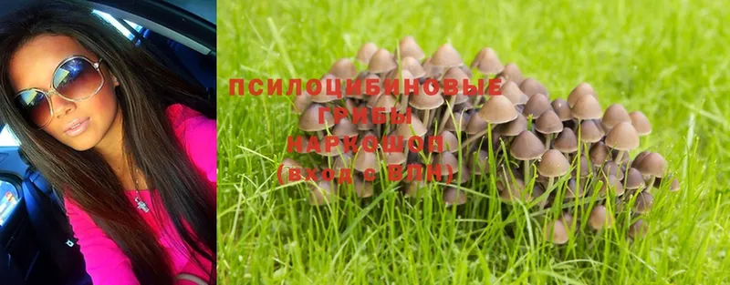 как найти   Починок  Галлюциногенные грибы MAGIC MUSHROOMS 